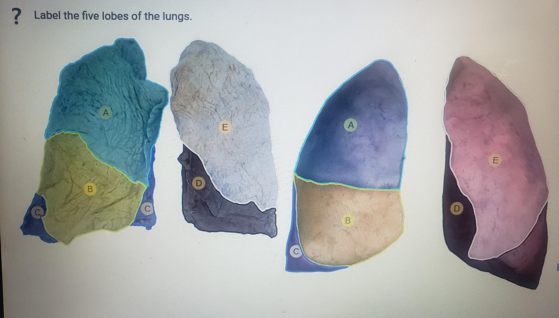 Label The Five Lobes Of The Lungs B E A 1