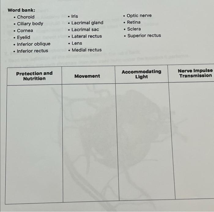 Word Bank Choroid Ciliary Body Cornea Eyelid Inferior Oblique Inferior Rectus Protection And Nutrition 1