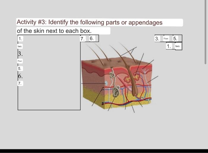 Activity 3 Identify The Following Parts Or Appendages Of The Skin Next To Each Box 1 7 6 3 Four 5 Two Four 1 5 1