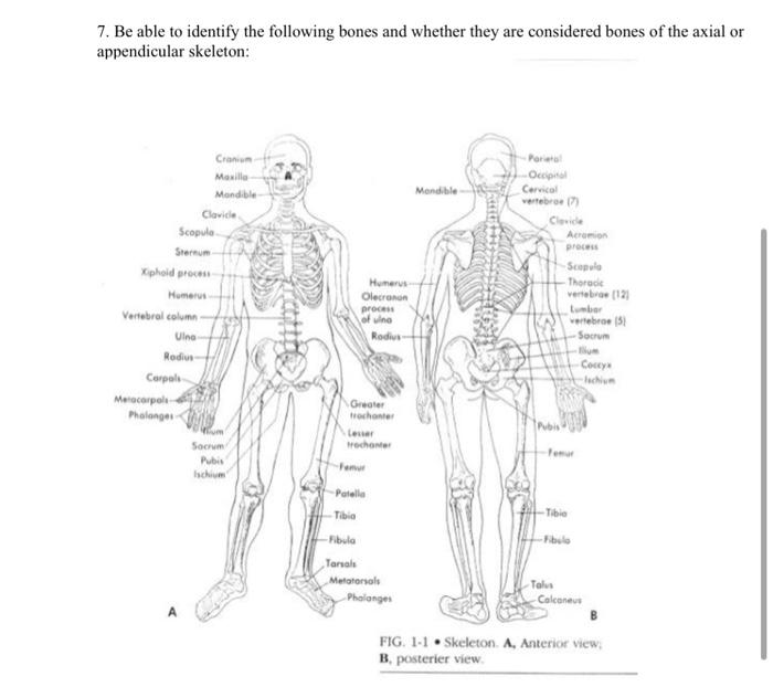 7 Be Able To Identify The Following Bones And Whether They Are Considered Bones Of The Axial Or Appendicular Skeleton 1