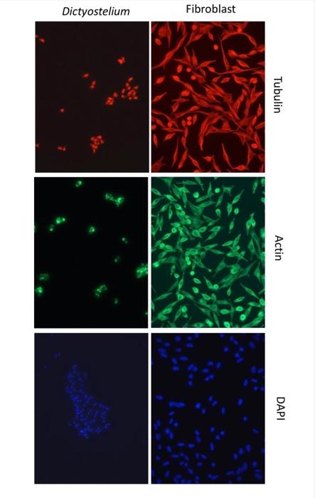 Fibroblast Overlay Images Dictyostelium Fibroblast Dictyostelium Tubulin Actin Dapi Get Calls Remove Media W Vacuum 2