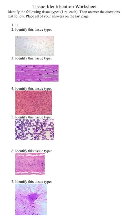 Tissue Identification Worksheet Identify The Following Tissue Types 1 Pt Each Then Answer The Questions That Follow 1