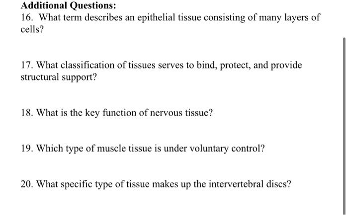 Tissue Identification Worksheet Identify The Following Tissue Types 1 Pt Each Then Answer The Questions That Follow 4