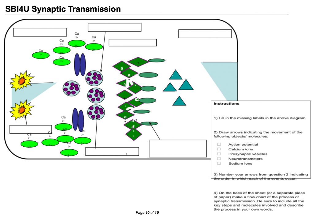 Sbi4u Synaptic Transmission 2 Ca 2 Page 10 Of 10 Instructions 1 Fill In The Missing Labels In The Above Diagram 2 D 1