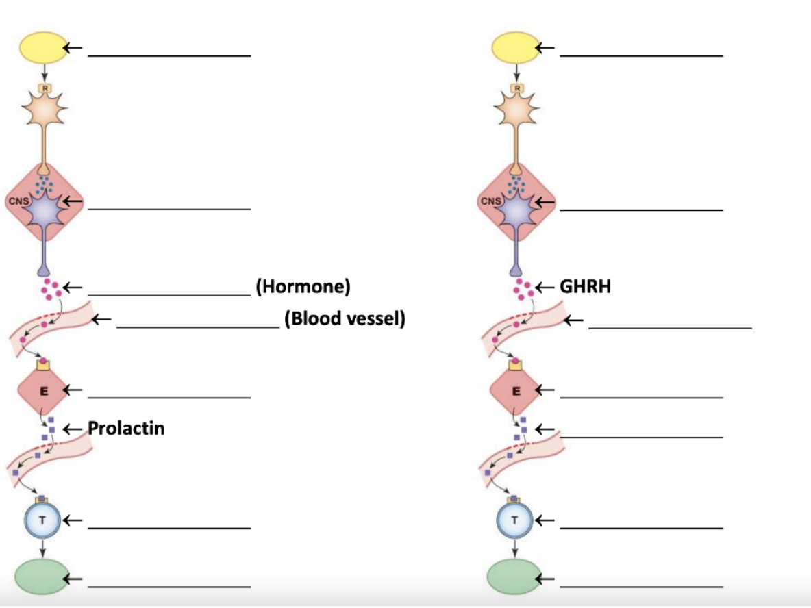 Cns Prolactin Hormone Blood Vessel Cns Ghrh 1