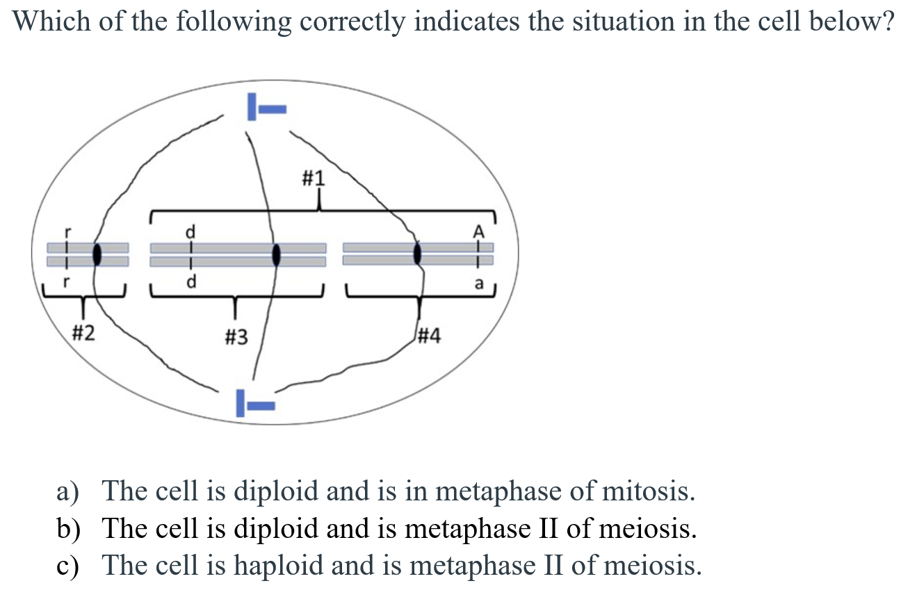 Which Of The Following Correctly Indicates The Situation In The Cell Below 1 A 2 3 4 A The Cell Is Diploid And Is 1