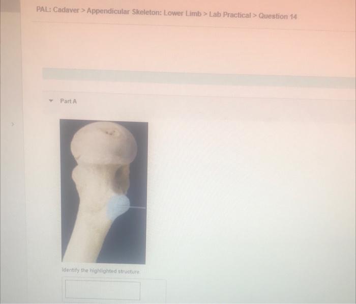 Pal Cadaver Appendicular Skeleton Lower Limb Lab Practical Question 14 Part A Identify The Highlighted Structure 1