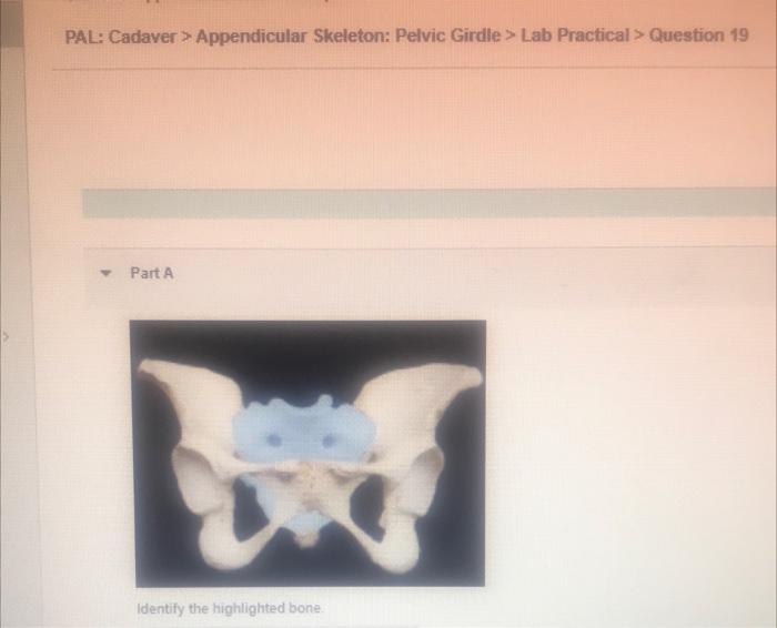 Pal Cadaver Appendicular Skeleton Pelvic Girdle Lab Practical Question 19 Y Part A 3 Identify The Highlighted Bo 1