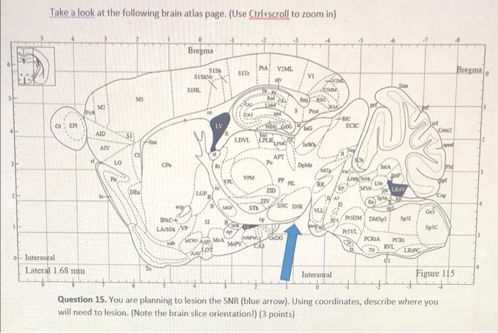 Take A Look At The Following Brain Atlas Page Use Ctrl Scroll To Zoom In Bregma Pla Viml Sity Sisan Vi Ynd Mi Foyd M2 1