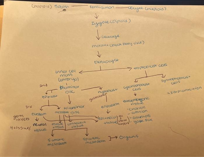 Using The Previously Developed Embryonic Development Tree Map Connect The Following The Terms To The Map You May Have 2