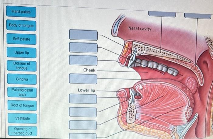 Hard Palate Body Of Tongue Soft Palate Upper Lip Dorsum Of Tongue Gingiva Palatoglossal Arch Root Of Tongue Vestibule Op 1