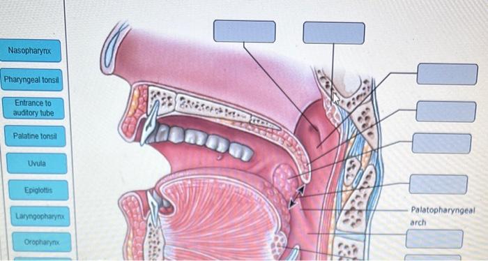 Nasopharynx Pharyngeal Tonsil Entrance To Auditory Tube Palatine Tonsil Uvula Epiglottis Laryngopharynx Oropharynx Anna 1