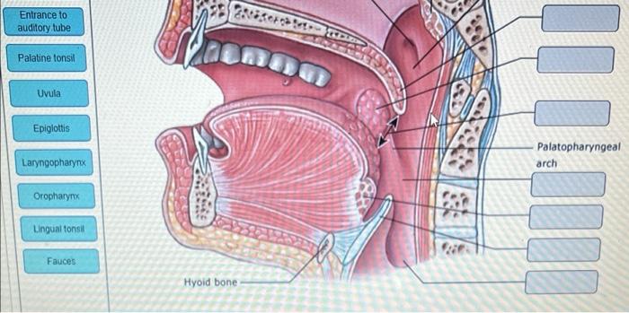 Nasopharynx Pharyngeal Tonsil Entrance To Auditory Tube Palatine Tonsil Uvula Epiglottis Laryngopharynx Oropharynx Anna 2