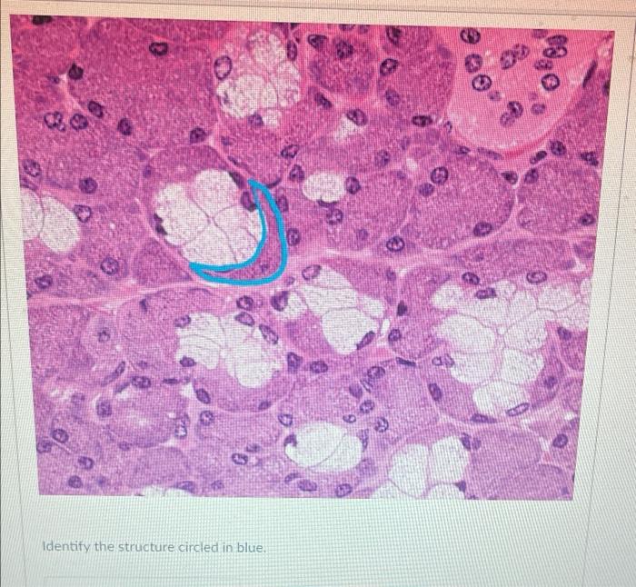Identify The Structure Circled In Blue Cop 00 1