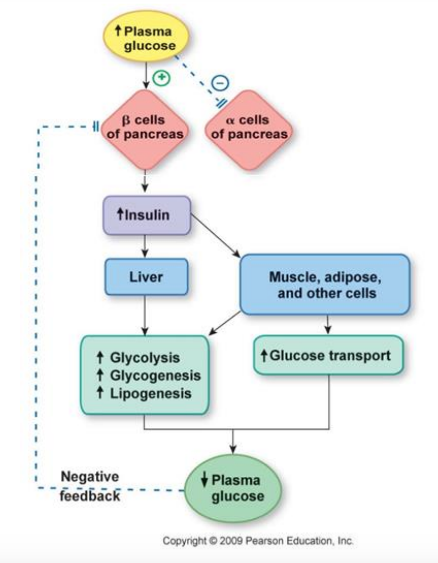 Explain In Detail One Mechanism That Target Cells Use In Order To Facilitate A Decrease In Plasma Glucose Levels What I 1