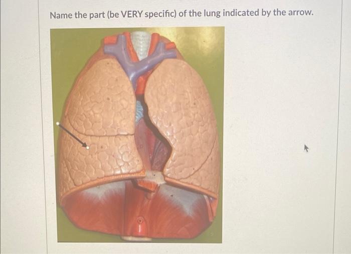Name The Part Be Very Specific Of The Lung Indicated By The Arrow 1