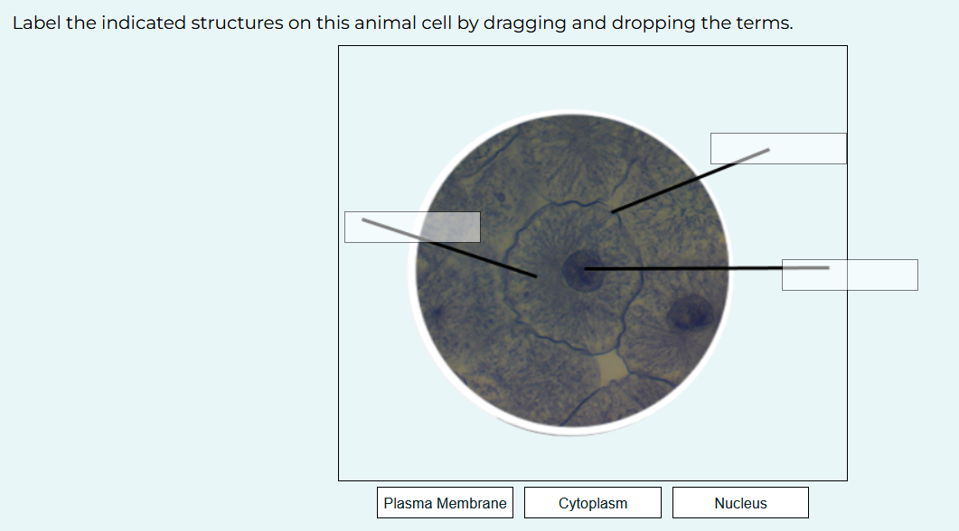 Label The Indicated Structures On This Animal Cell By Dragging And Dropping The Terms Label The Indicated Structures On 1