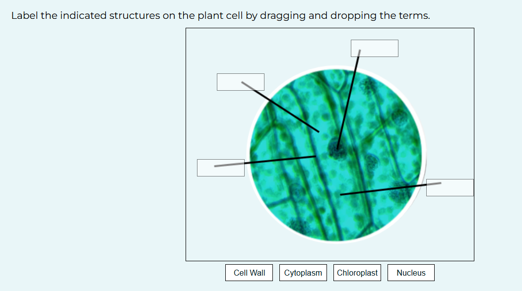 Label The Indicated Structures On This Animal Cell By Dragging And Dropping The Terms Label The Indicated Structures On 2