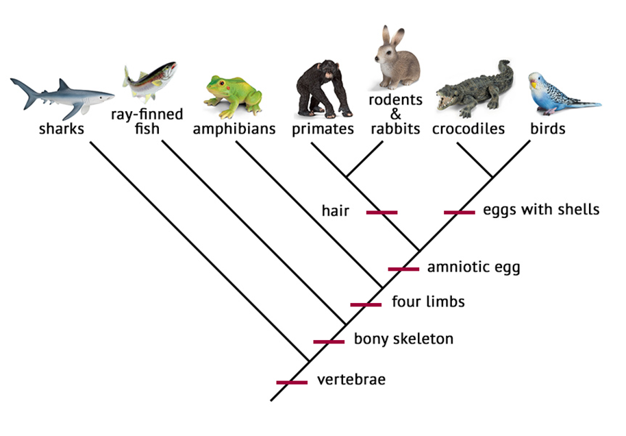 21 Which Statement Does Not Describe The Rules To Naming An Organism Scientifically 22 Which Statement Describes Bact 1