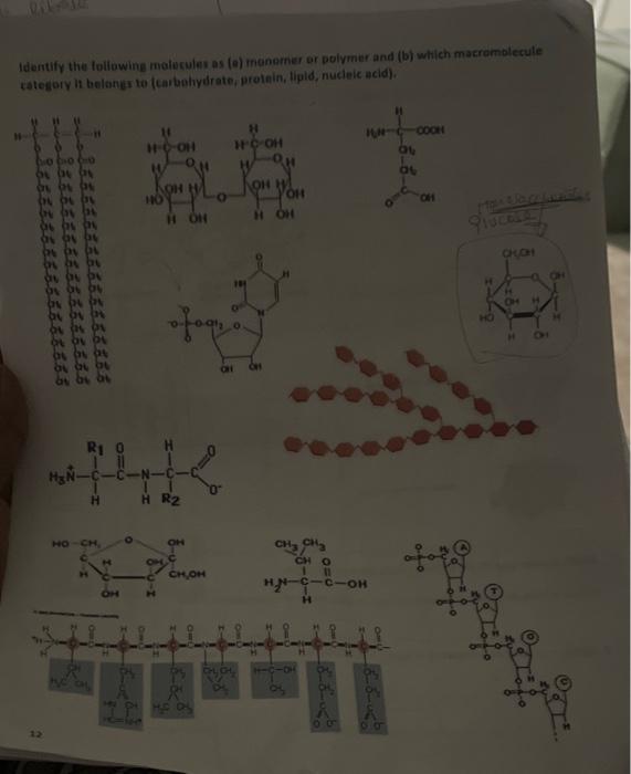 Identify The Following Molecules As E Monomer Or Polymer And B Which Macromolecule Category It Belongs To Carbohydr 1
