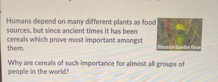 Humans Depend On Many Different Plants As Food Sources But Since Ancient Times It Has Been Cereals Which Prove Most Imp 1