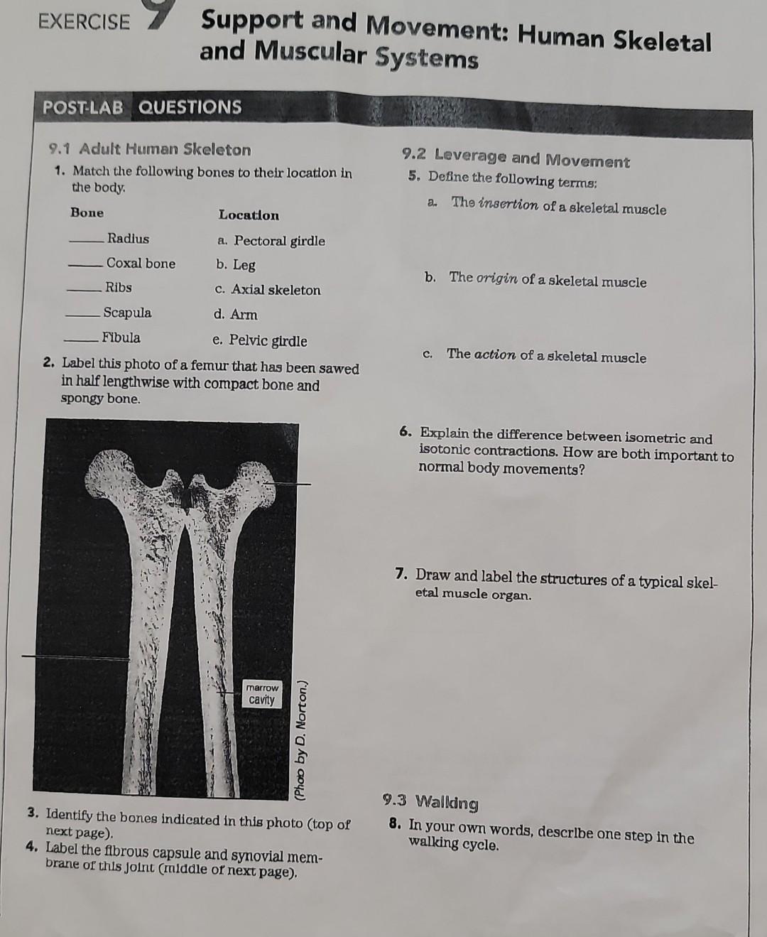 Dermis A Joint Cavity Food For Thought 9 The Skeletal Muscle That Flexes The Forearm After Pronation Palm Down Posit 2