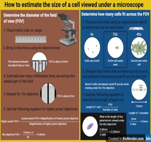 Upload Your Photo That Clearly Points Out Your Chosen Adipose Cell Under The 10x Objective Lens Determine The Size Of T 1