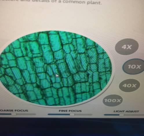 Upload Your Photo That Clearly Points Out Your Chosen Adipose Cell Under The 10x Objective Lens Determine The Size Of T 3