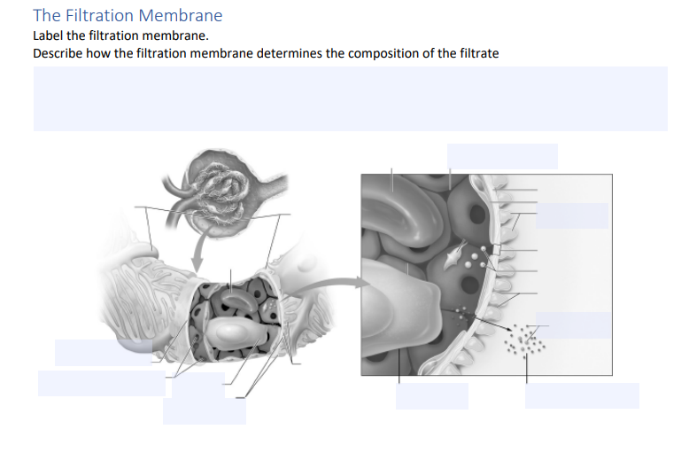 The Filtration Membrane Label The Filtration Membrane Describe How The Filtration Membrane Determines The Composition O 1