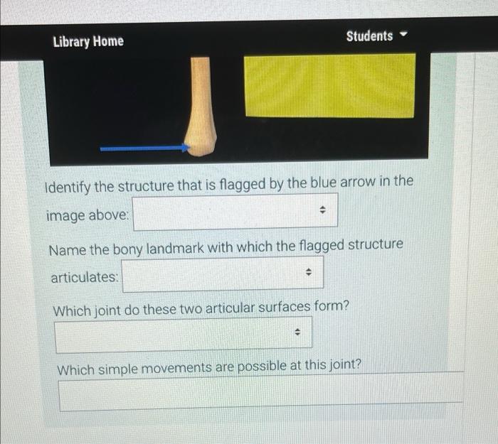 P P D Lateral View Library Home Students Identify The Structure That Is Flagged By The Blue Arrow In The Image Above 2