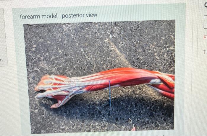 Forearm Model Posterior View 0 F Ti Identify The Structure That Is Flagged By The Blue Arrow In The Image Above Wh 1