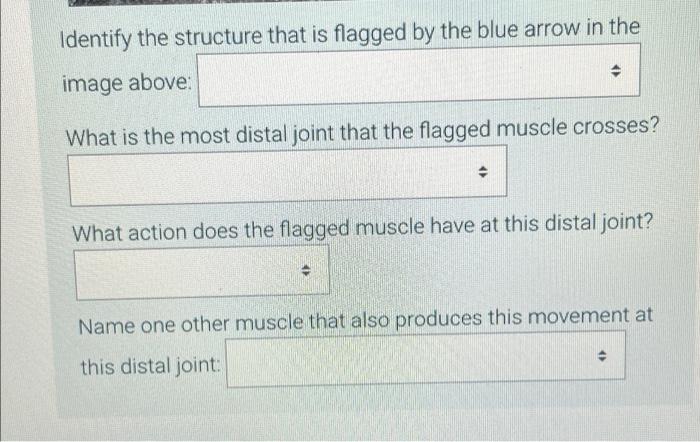 Forearm Model Posterior View 0 F Ti Identify The Structure That Is Flagged By The Blue Arrow In The Image Above Wh 2