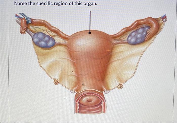 Name The Specific Region Of This Organ 1
