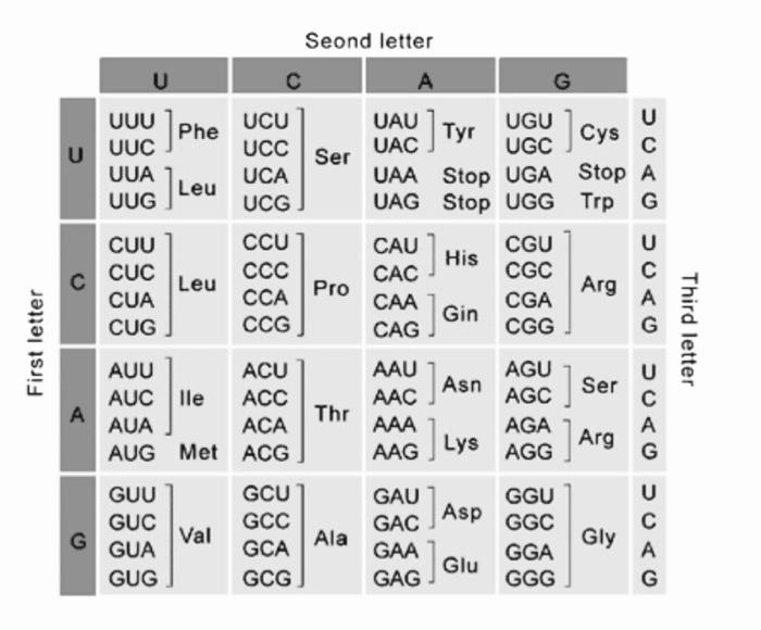 1 Fill In The Blanks In The Table Below Regarding The Similarities And Differences Between Dna Replication And Transcri 2