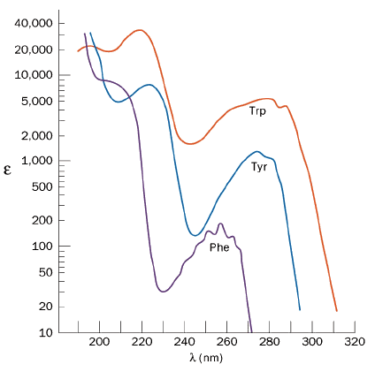 40 000 20 000 10 000 5 000 Trp 2 000 1 000 E Tyr 500 200 100 Phe 50 20 10 200 220 280 300 320 240 260 2 Nm 1