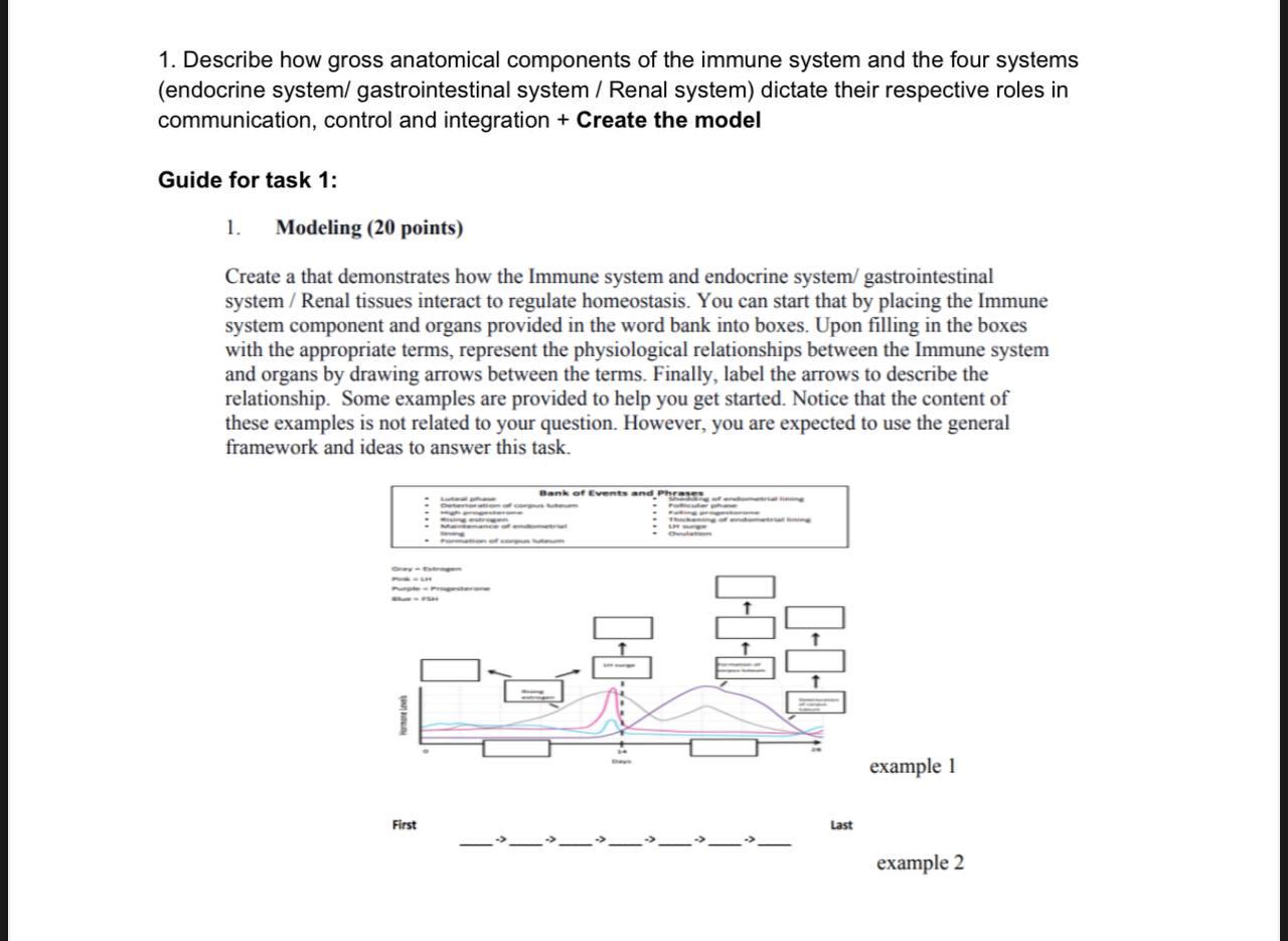 1 Describe How Gross Anatomical Components Of The Immune System And The Four Systems Endocrine System Gastrointestina 1