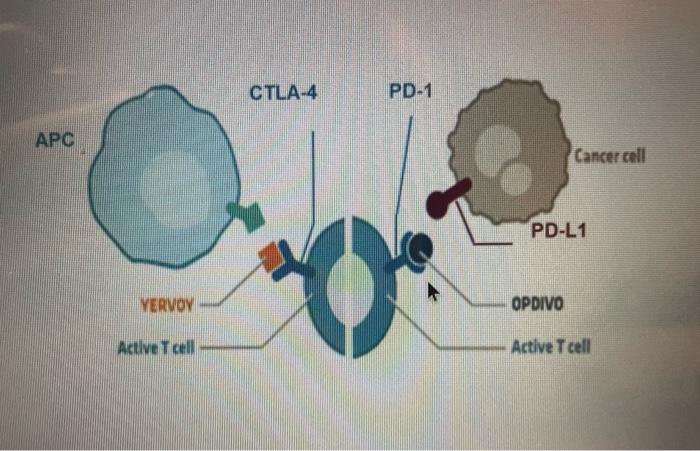 Use The Diagram Below To Explain In Complete Sentences How Block In The Specific Receptir With The Antibodies Helps The 1