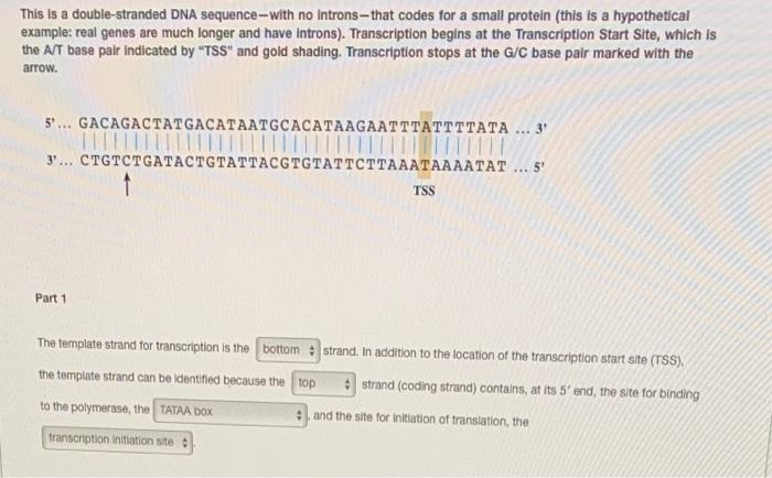 This Is A Double Stranded Dna Sequence With No Introns That Codes For A Small Protein This Is A Hypothetical Example 1