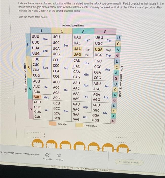 This Is A Double Stranded Dna Sequence With No Introns That Codes For A Small Protein This Is A Hypothetical Example 3