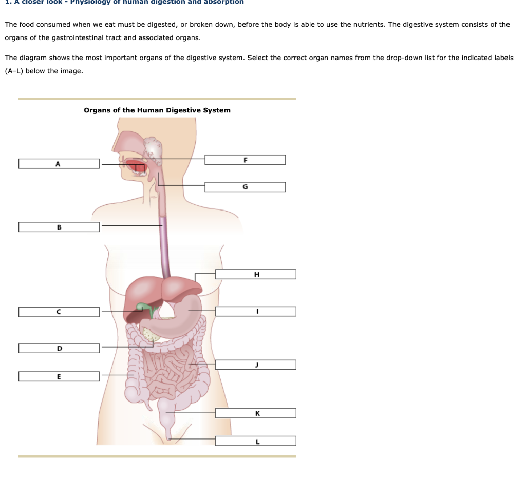 1 A Oser Look Physiology Of Human Digestion And Absorption The Food Consumed When We Eat Must Be Digested Or Broken 1