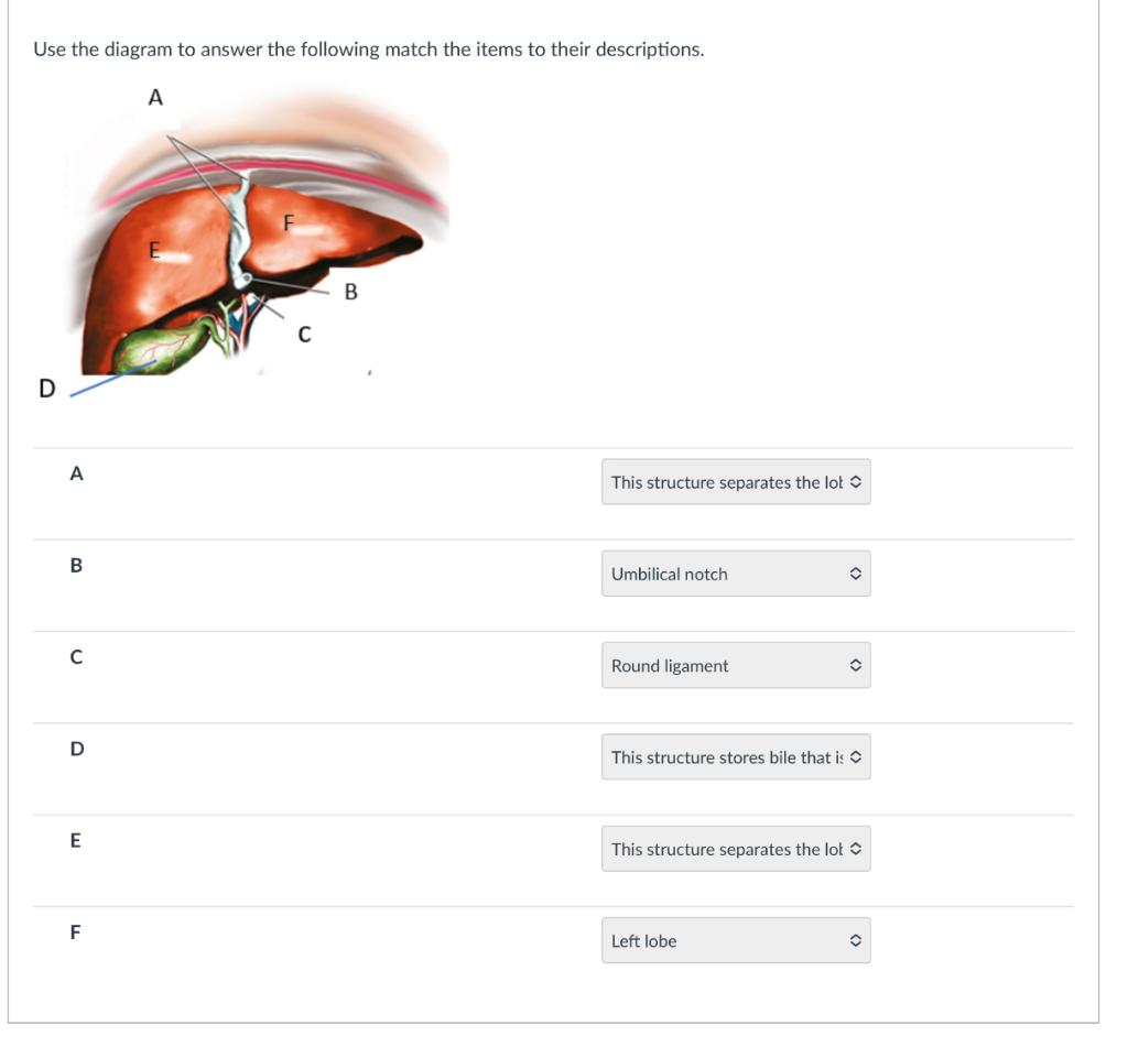 Use The Diagram To Answer The Following Match The Items To Their Descriptions A B C D A This Structure Separates The Lo 1