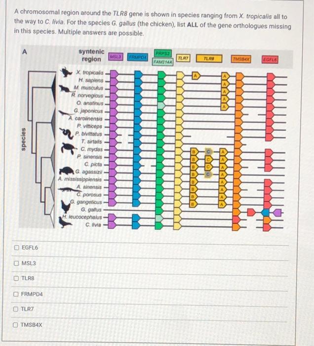 A Chromosomal Region Around The Tlr8 Gene Is Shown In Species Ranging From X Tropicalis All To The Way To Clivia For T 1