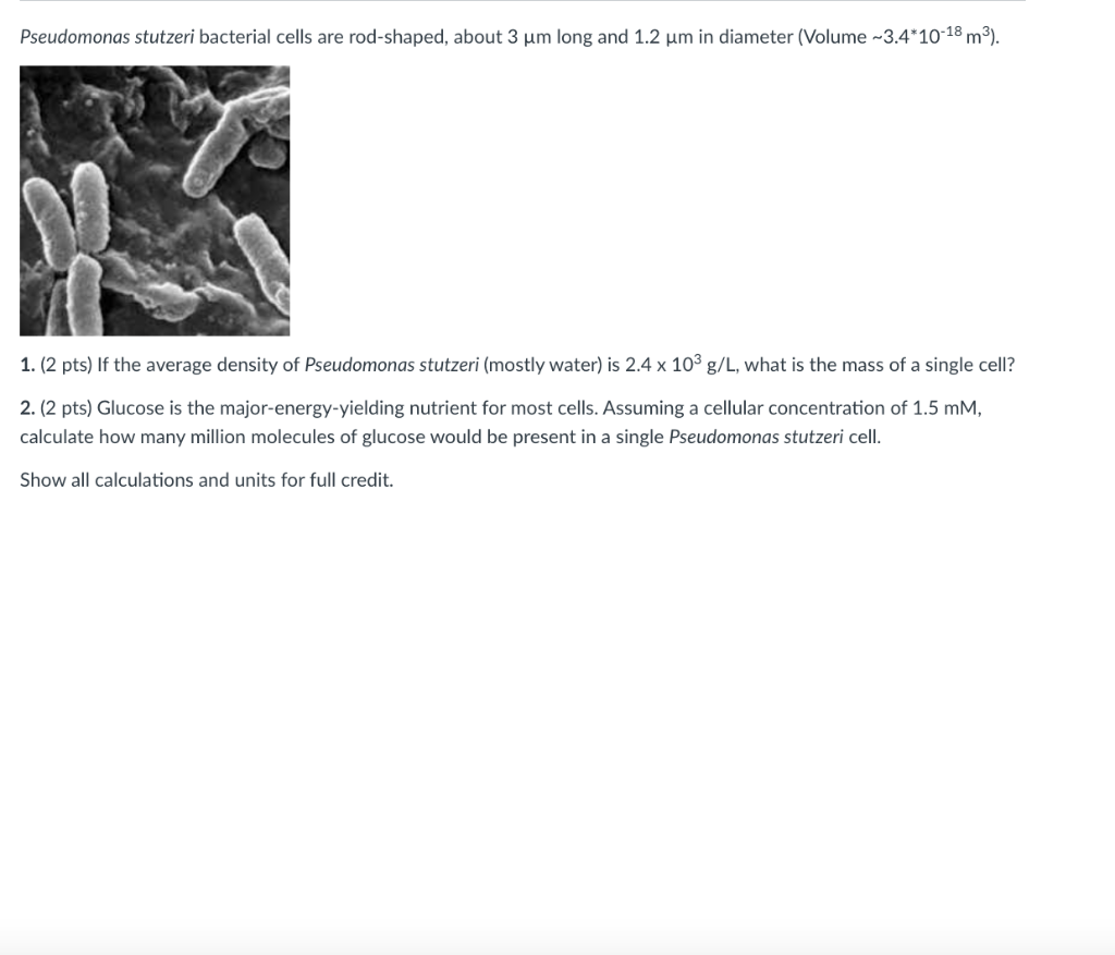 Pseudomonas Stutzeri Bacterial Cells Are Rod Shaped About 3 Um Long And 1 2 Um In Diameter Volume 3 4 10 18 M2 1 1