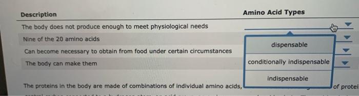 Amino Acid Types Description The Body Does Not Produce Enough To Meet Physiological Needs Nine Of The 20 Amino Acids Can 1