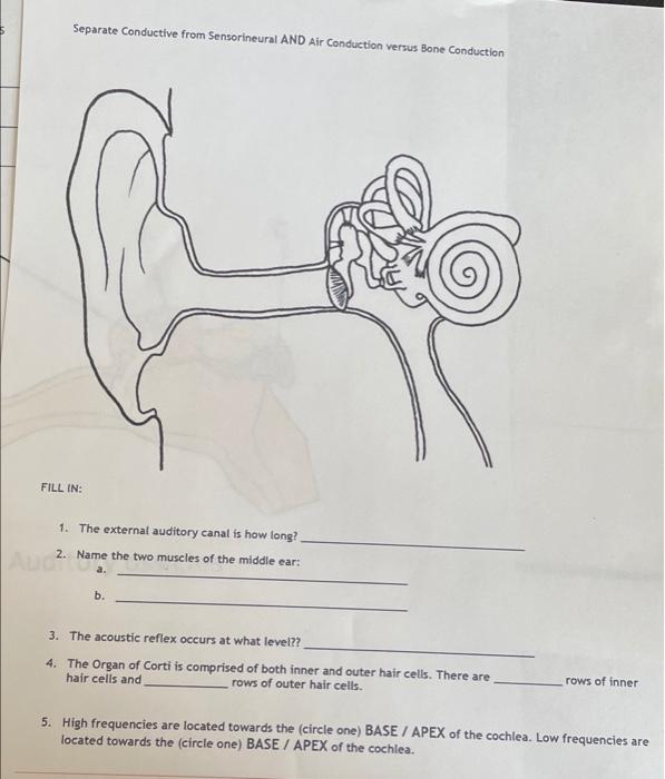 Separate Conductive From Sensorineural And Air Conduction Versus Bone Conduction Fill In 1 The External Auditory Canal 1