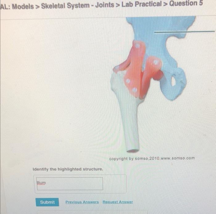 al-models-skeletal-system-joints-lab-practical-question-5