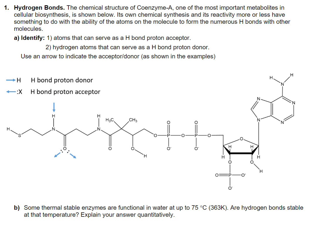 1 Hydrogen Bonds The Chemical Structure Of Coenzyme A One Of The Most Important Metabolites In Cellular Biosynthesis 1