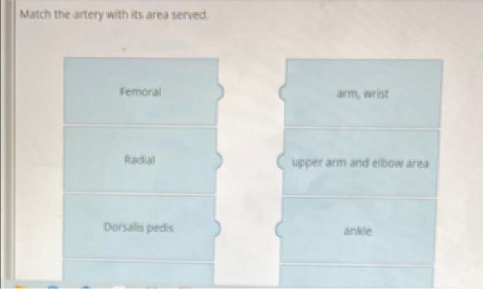 Match The Artery With Its Area Served Femoral Arm Wrist Radial Upper Arm And Elbow Ares Dorsalis Pedis Ankle Brachial 1