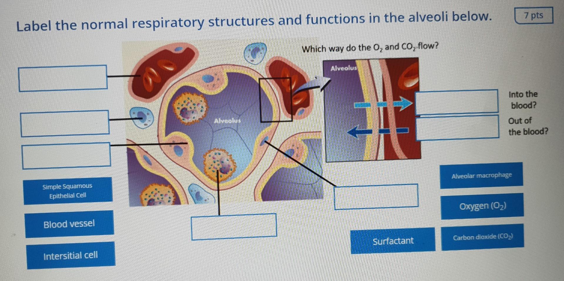 Watch The Following Etiologies To Their Definition 5 Pts Genetic Infectious Agent Unknown Cause Microbial Cause Inherit 3
