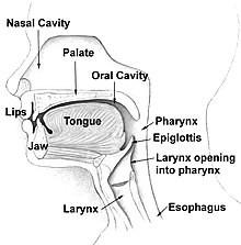 Nasal Cavity Palate Oral Cavity Lips Tongue Jaw Pharynx Epiglottis Larynx Opening Into Pharynx Larynx Esophagus 1
